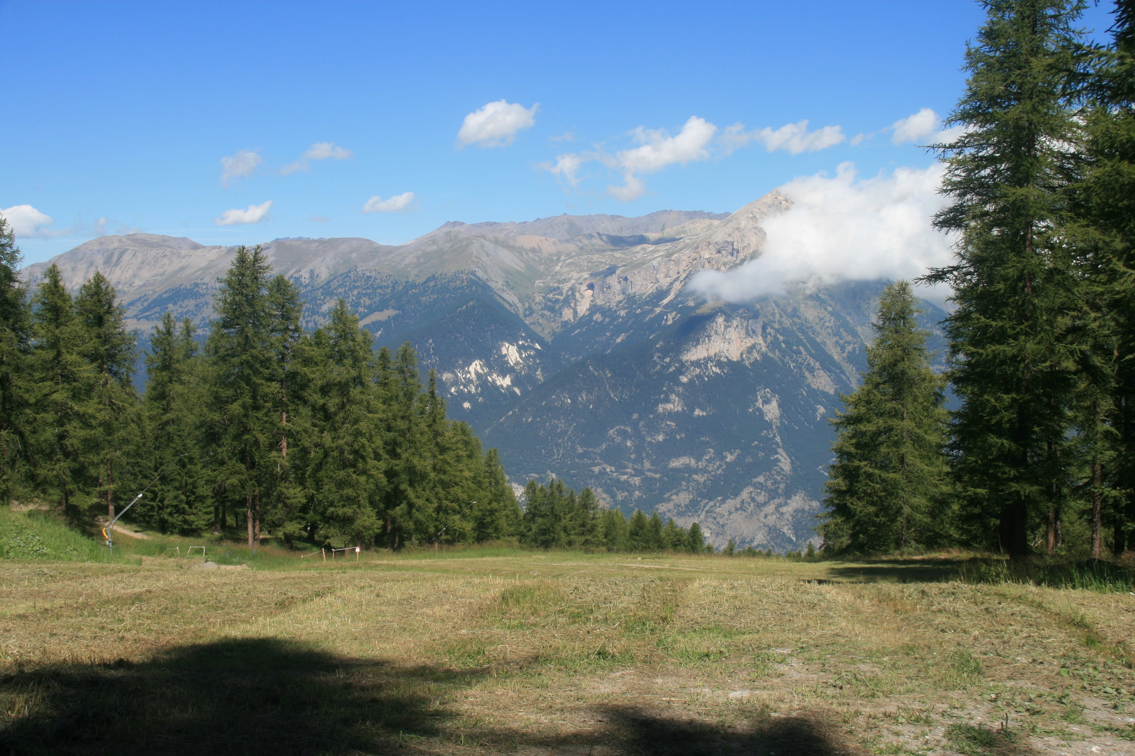 A sunlit clearing in a pine forest with wild yellow flowers growing amidst tall green grass.
