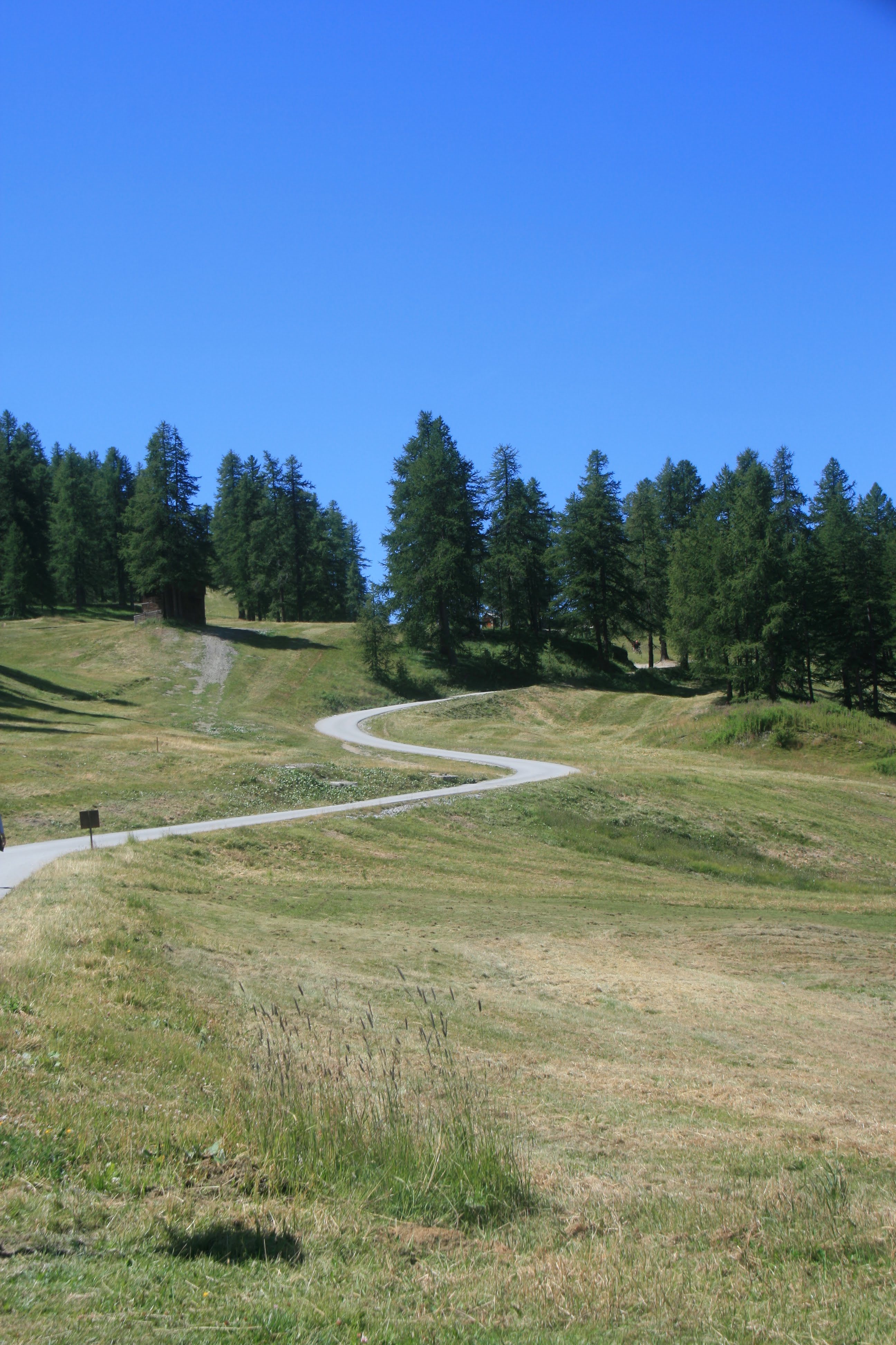A wide, open grassy meadow in the foreground with a dense pine forest and majestic mountain ranges under a blue sky.