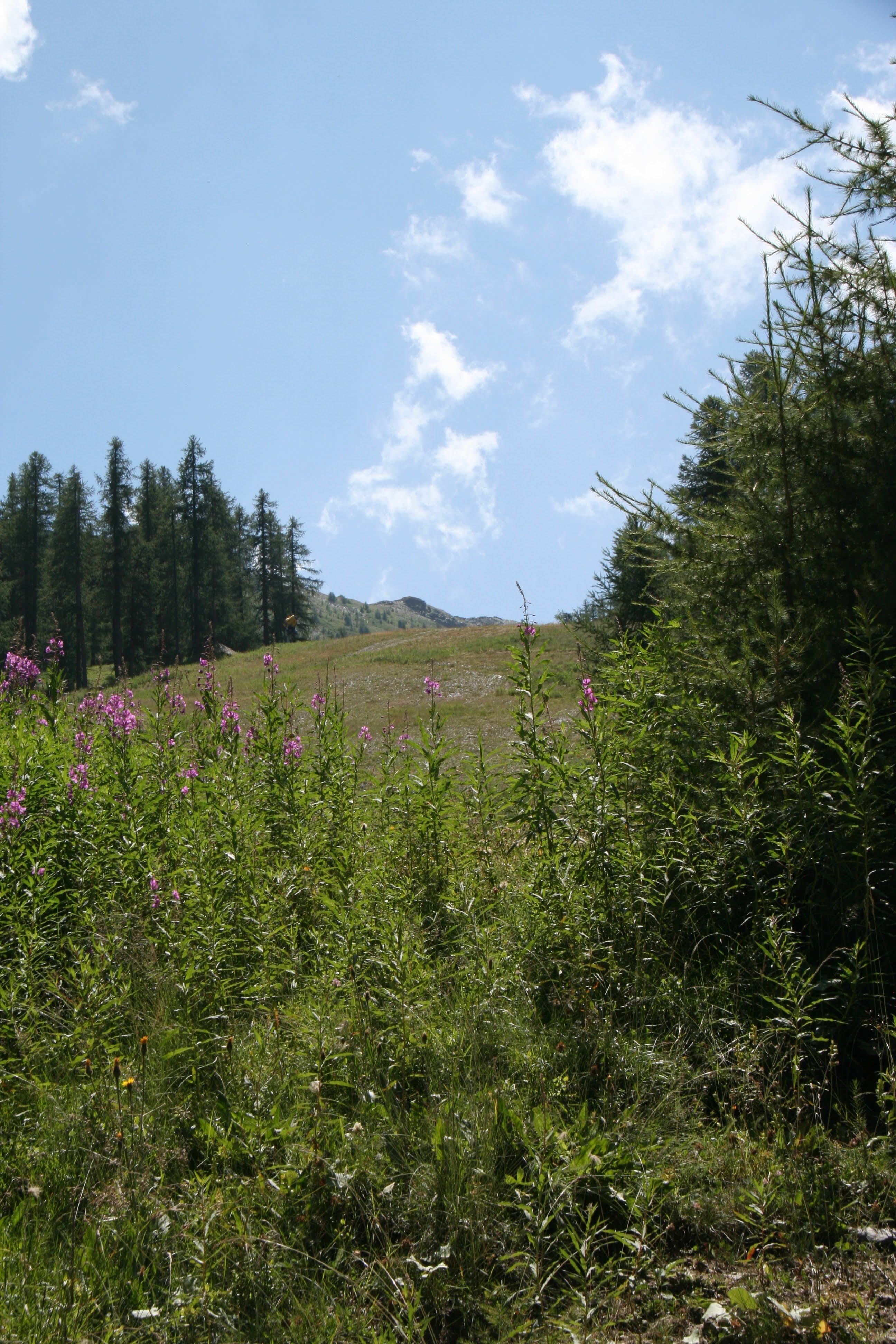 A functional chairlift system with empty chairs moving uphill against a backdrop of pine trees and cloudy mountain peaks.