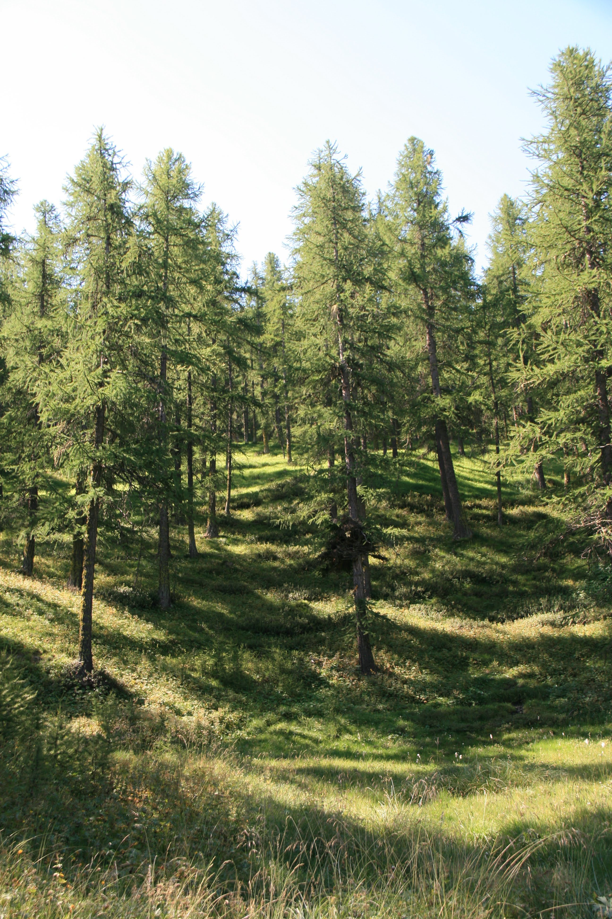 A simple rustic wooden bench sitting in a shaded spot surrounded by tall, dense pine trees in a forest.