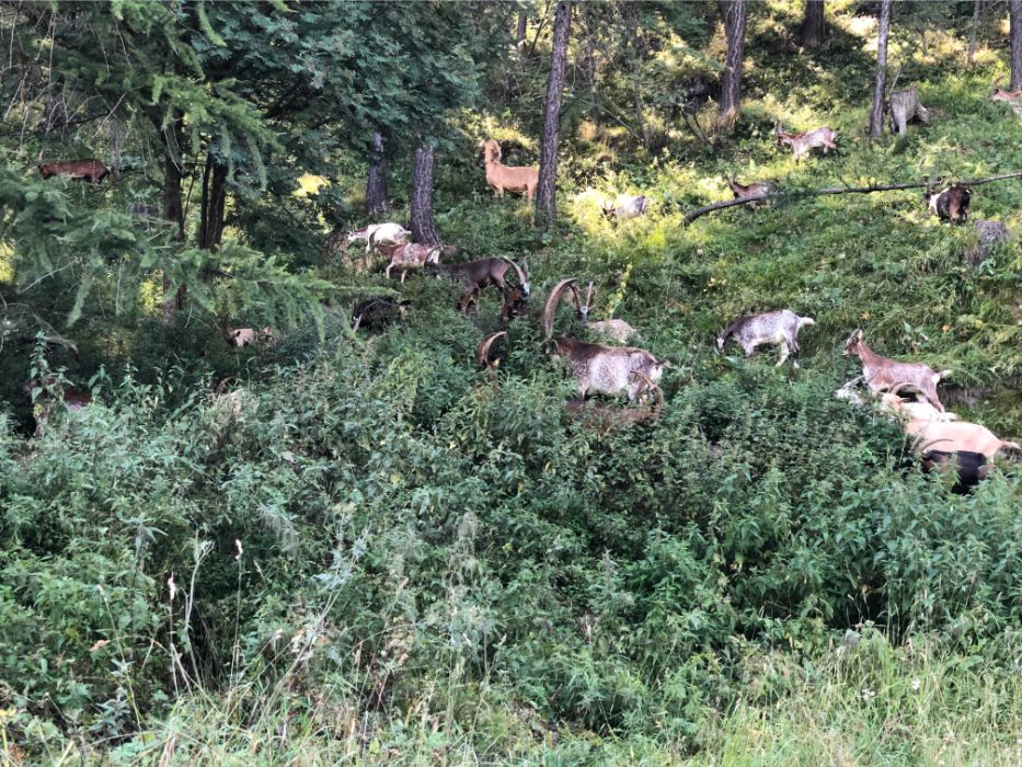 A large flock of mountain goats grazing on a steep, densely overgrown green hillside with trees.