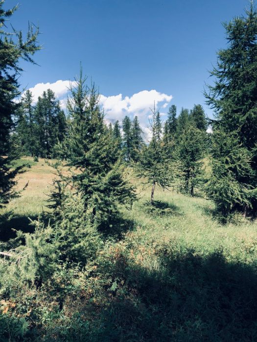 Young pine trees scattered across a sunny, grassy clearing with a dense pine forest in the background under a blue sky.