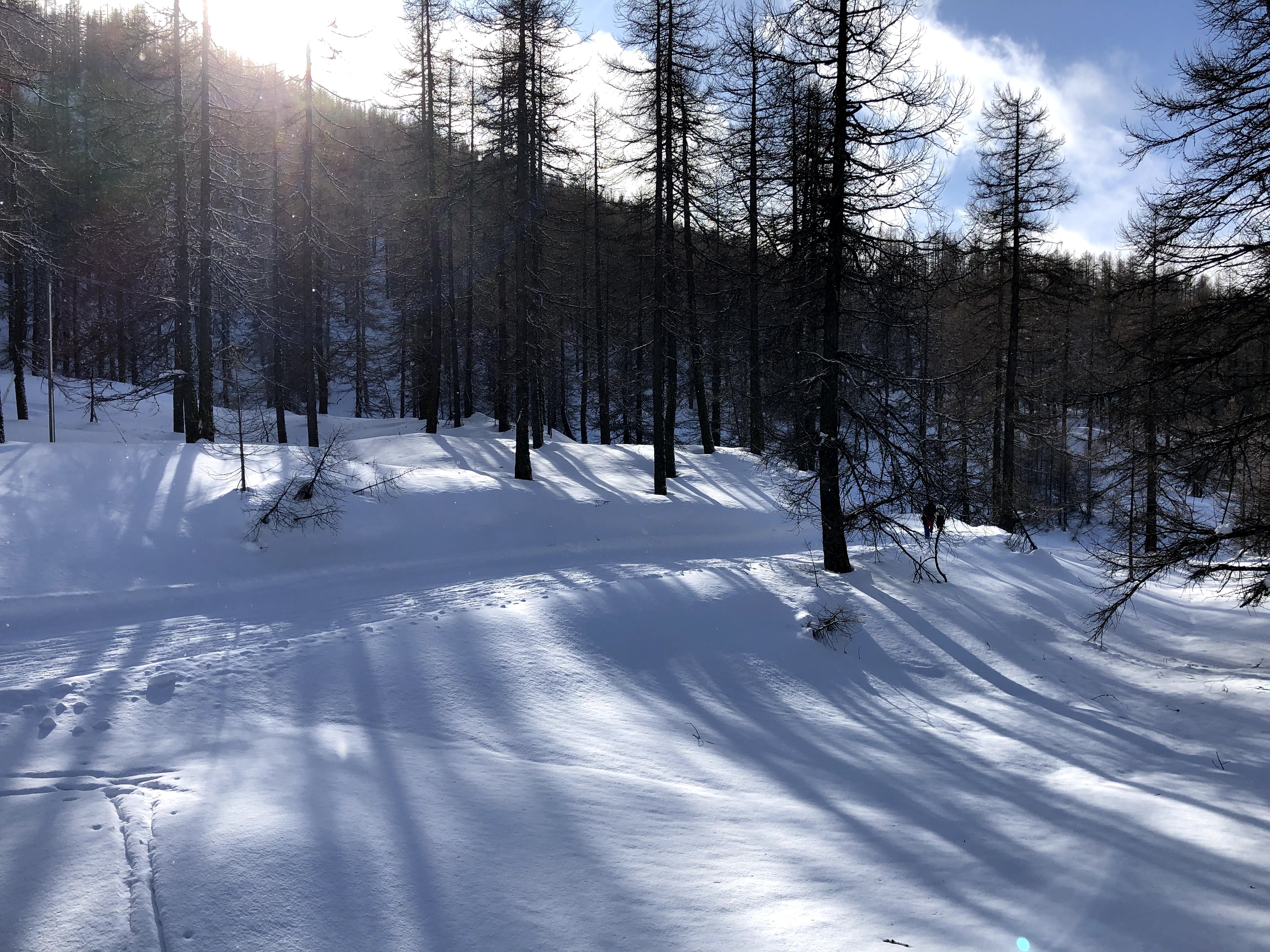 Snow-covered ground in a dense pine forest with long shadows cast by the trees under a bright winter sun.