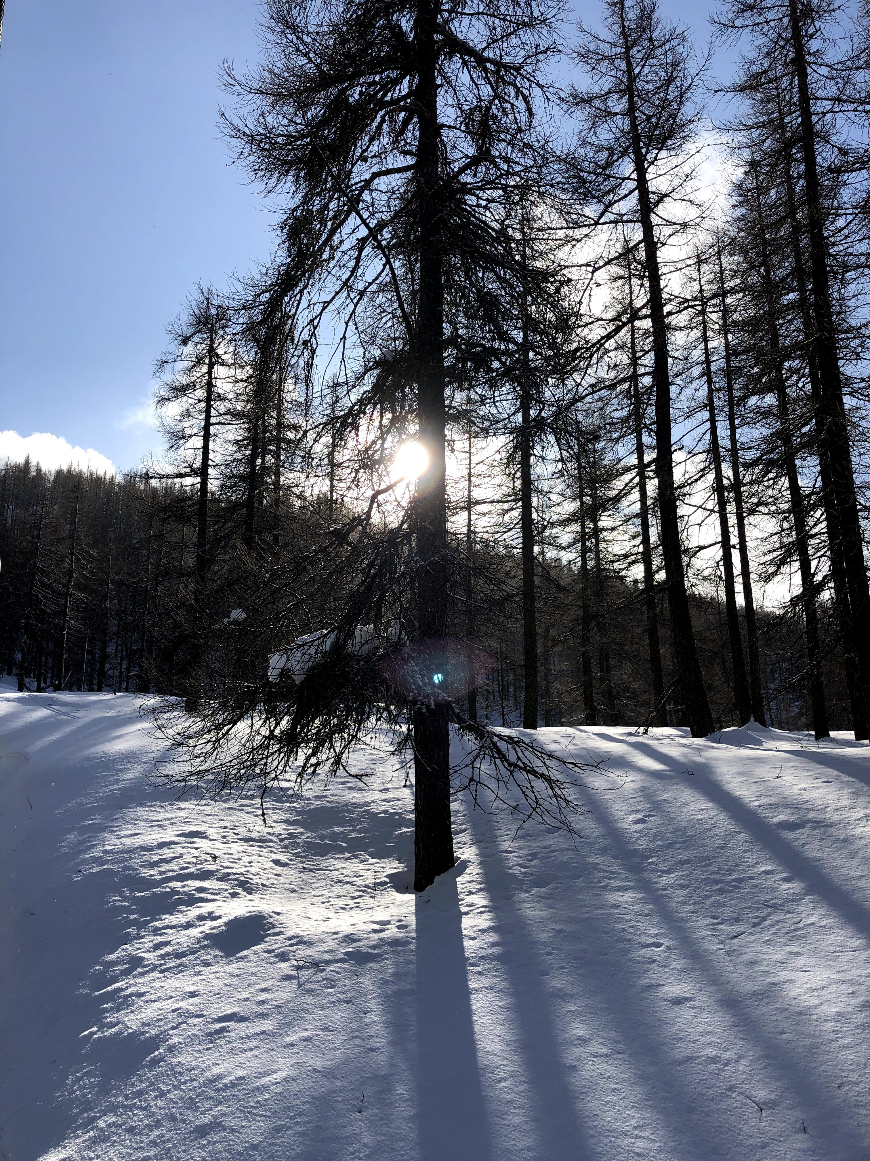 Low-angle view of a tall pine tree with the bright sun peeking through its branches in a snowy winter forest.