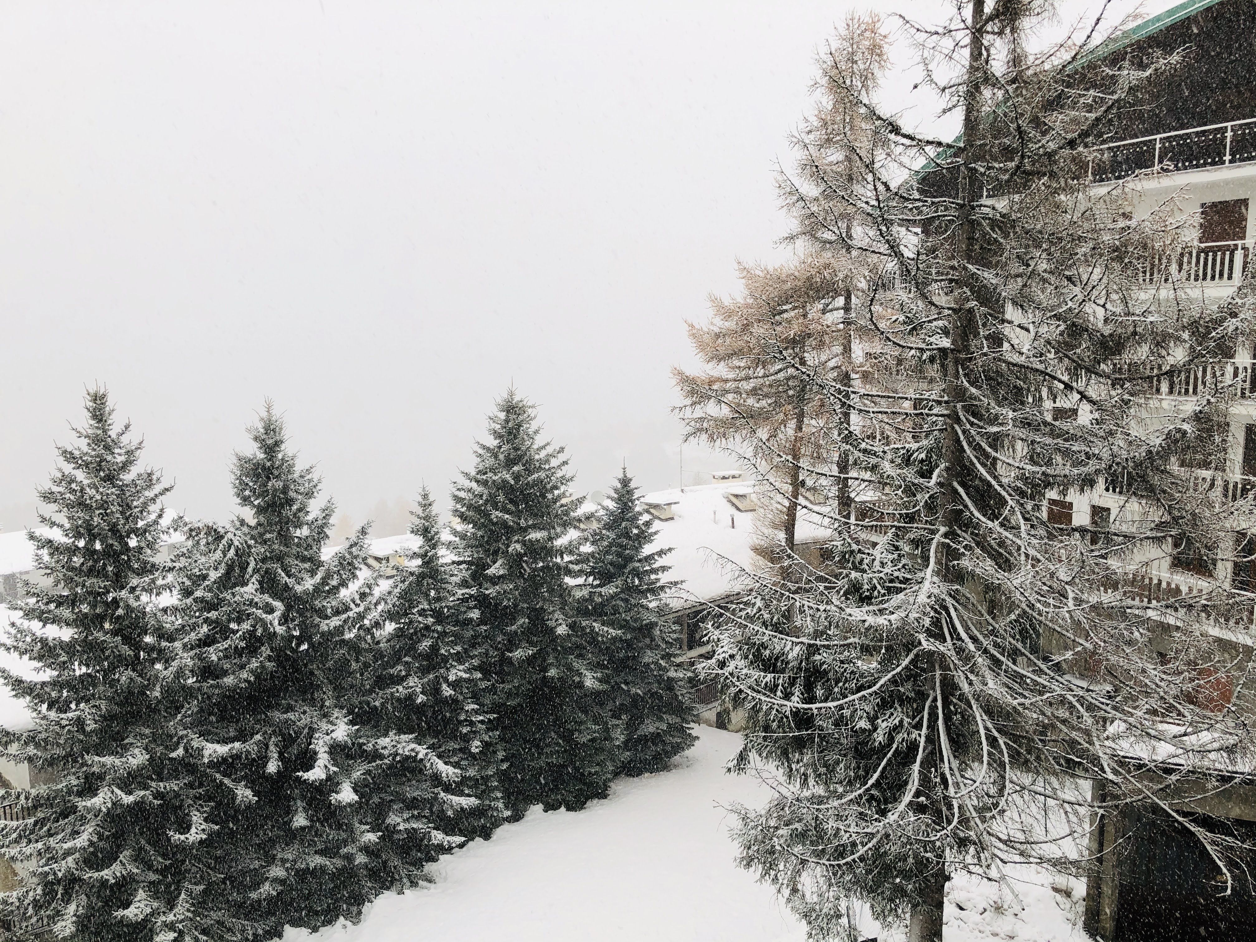 High-angle view of snow-covered pine trees during a snowfall, next to an alpine building with balconies.