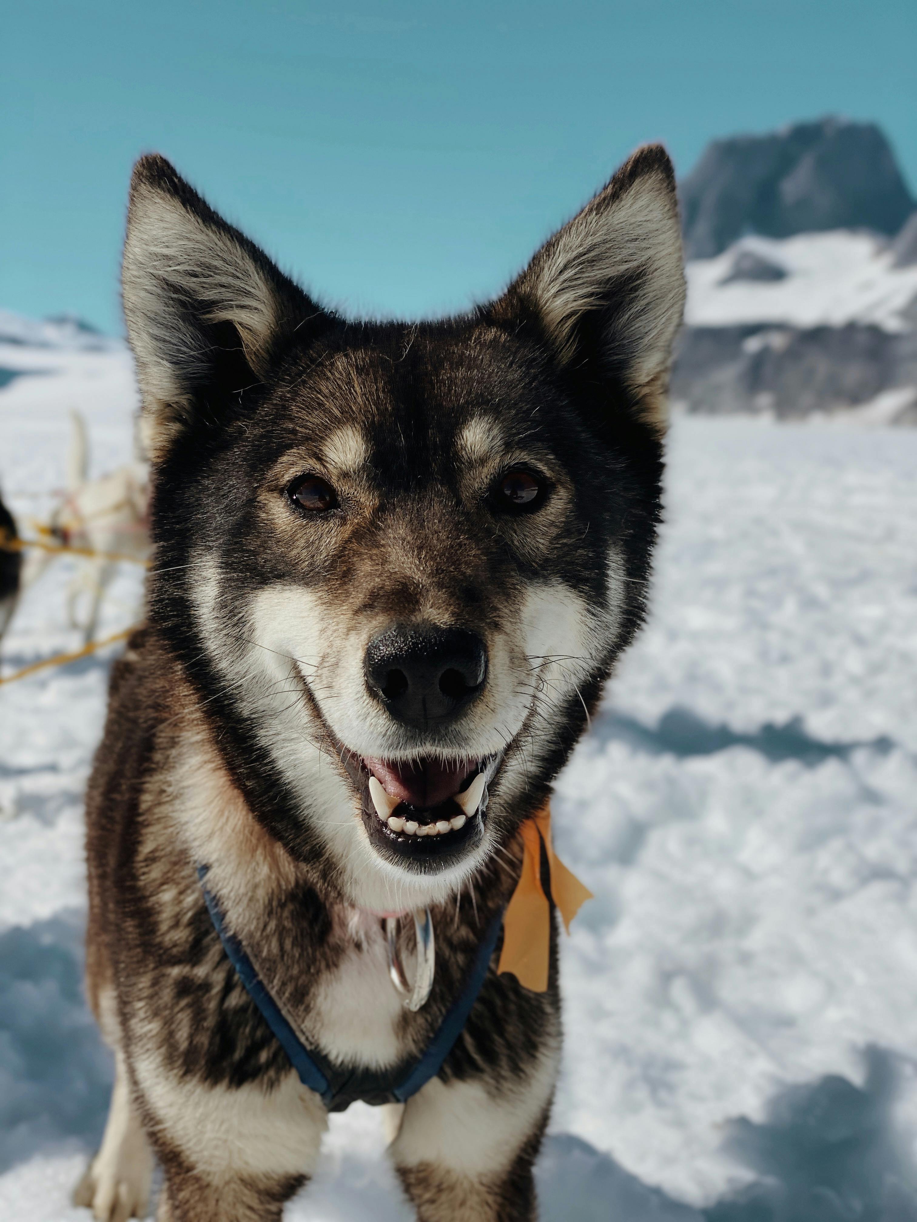 Close-up portrait of a happy sled dog with thick fur and pointed ears, standing on a snowy field with mountains in the background.